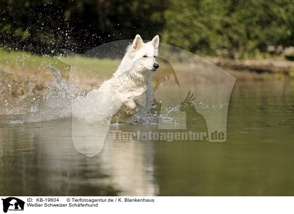 Wei�er Schweizer Sch�ferhund / White Swiss Shepherd / KB-19604