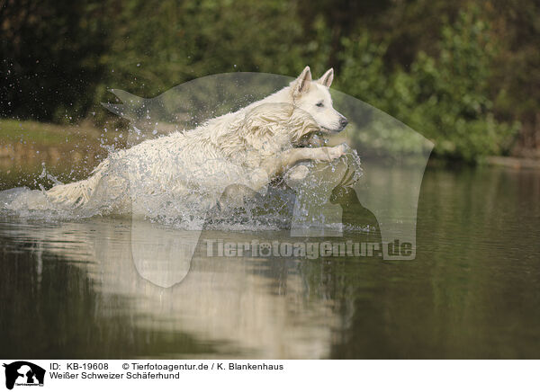 Wei�er Schweizer Sch�ferhund / White Swiss Shepherd / KB-19608
