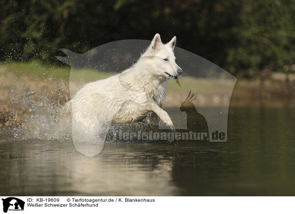 Wei�er Schweizer Sch�ferhund / White Swiss Shepherd / KB-19609