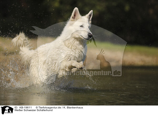 Wei�er Schweizer Sch�ferhund / White Swiss Shepherd / KB-19611