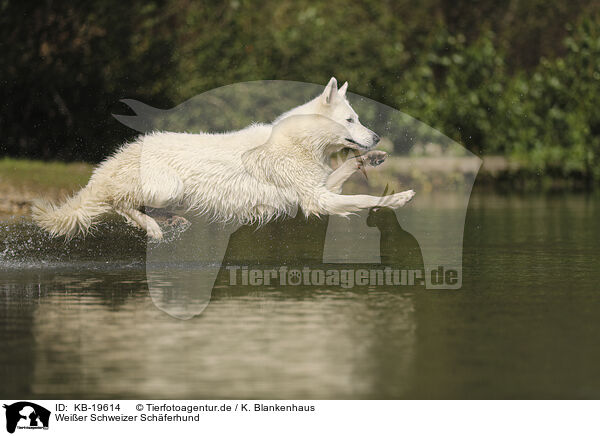 Wei�er Schweizer Sch�ferhund / White Swiss Shepherd / KB-19614