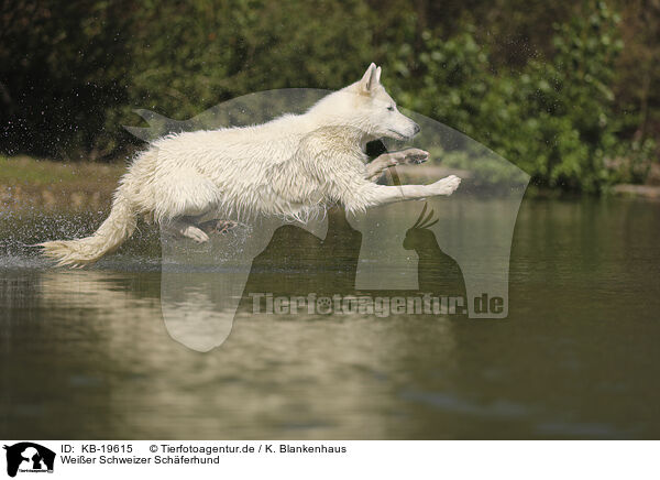 Wei�er Schweizer Sch�ferhund / White Swiss Shepherd / KB-19615