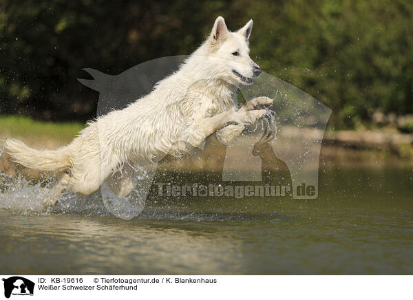 Wei�er Schweizer Sch�ferhund / White Swiss Shepherd / KB-19616