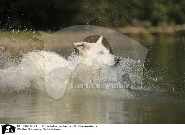 Wei�er Schweizer Sch�ferhund / White Swiss Shepherd / KB-19621
