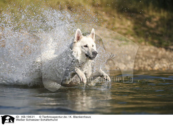 Wei�er Schweizer Sch�ferhund / White Swiss Shepherd / KB-19631