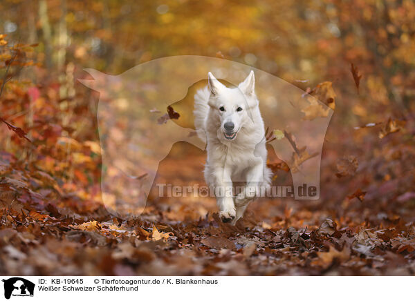 Wei�er Schweizer Sch�ferhund / White Swiss Shepherd / KB-19645