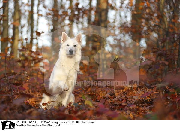 Wei�er Schweizer Sch�ferhund / White Swiss Shepherd / KB-19651