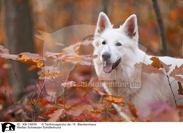 Wei�er Schweizer Sch�ferhund / White Swiss Shepherd / KB-19659