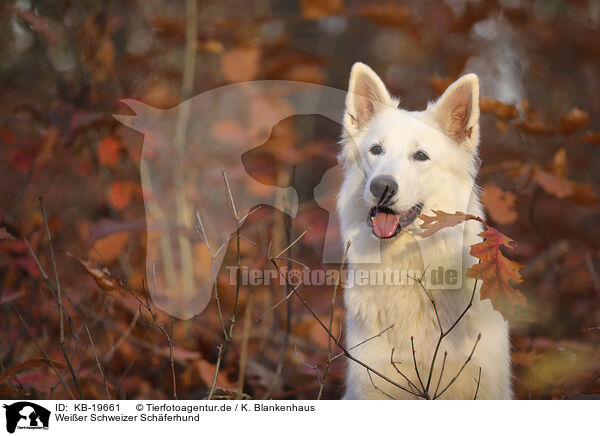 Wei�er Schweizer Sch�ferhund / White Swiss Shepherd / KB-19661