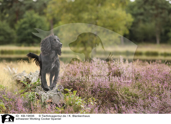 schwarzer Working Cocker Spaniel / black Working Cocker Spaniel / KB-19696
