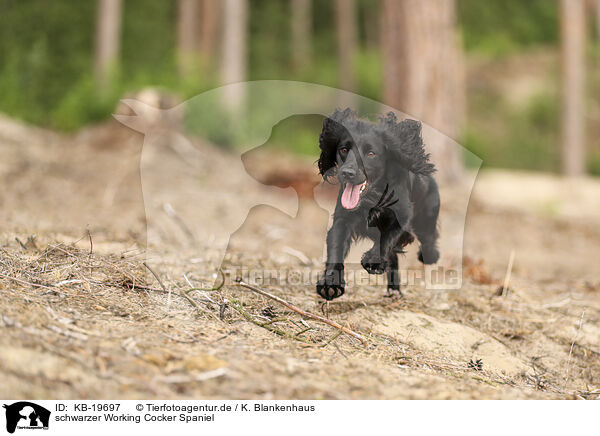 schwarzer Working Cocker Spaniel / black Working Cocker Spaniel / KB-19697