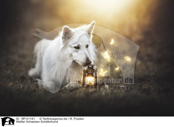 Wei�er Schweizer Sch�ferhund / Berger Blanc Suisse / RP-01191