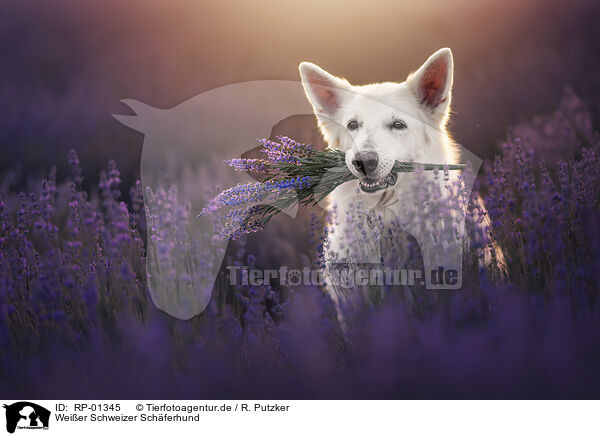 Wei�er Schweizer Sch�ferhund / Berger Blanc Suisse / RP-01345