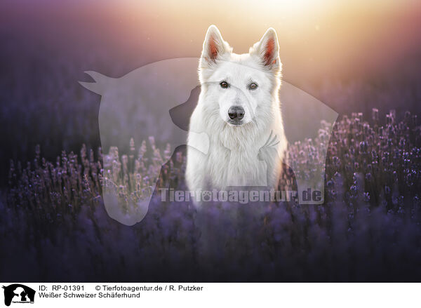 Wei�er Schweizer Sch�ferhund / Berger Blanc Suisse / RP-01391