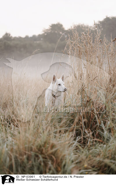 Wei�er Schweizer Sch�ferhund / Berger Blanc Suisse / NP-03961