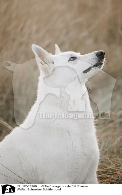 Wei�er Schweizer Sch�ferhund / Berger Blanc Suisse / NP-03966