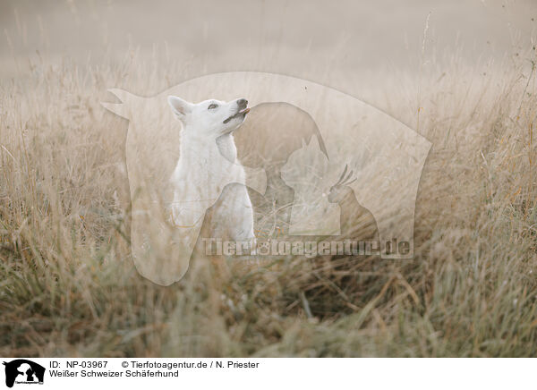 Wei�er Schweizer Sch�ferhund / Berger Blanc Suisse / NP-03967