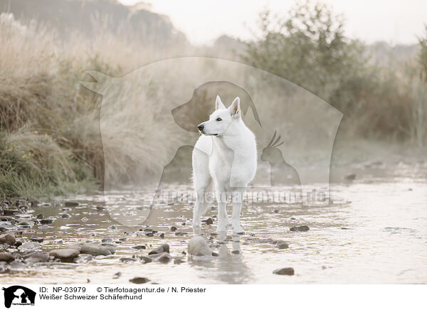 Wei�er Schweizer Sch�ferhund / Berger Blanc Suisse / NP-03979