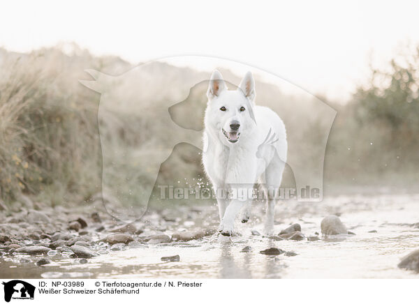 Wei�er Schweizer Sch�ferhund / Berger Blanc Suisse / NP-03989