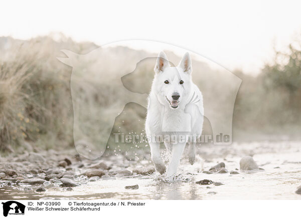 Wei�er Schweizer Sch�ferhund / Berger Blanc Suisse / NP-03990