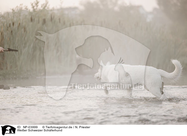 Wei�er Schweizer Sch�ferhund / Berger Blanc Suisse / NP-03999