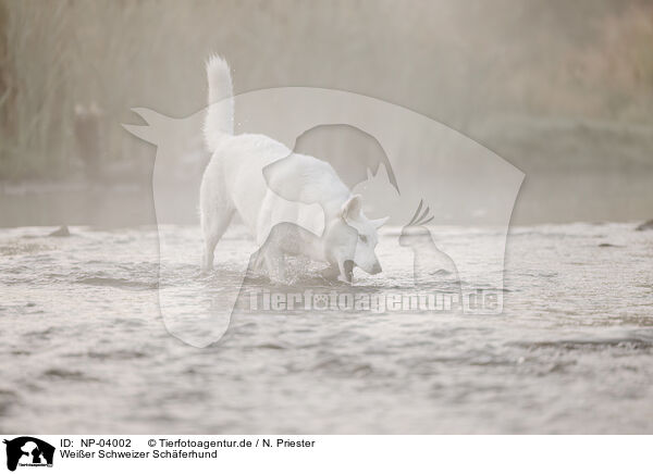 Wei�er Schweizer Sch�ferhund / NP-04002