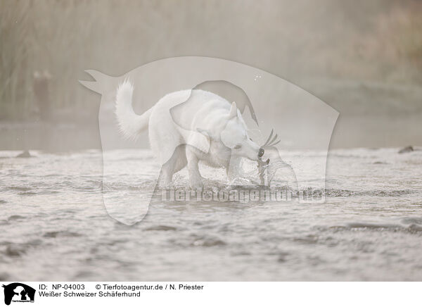 Wei�er Schweizer Sch�ferhund / Berger Blanc Suisse / NP-04003
