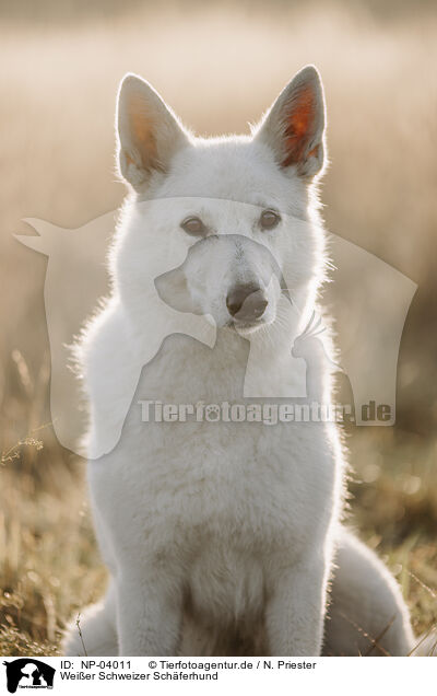 Wei�er Schweizer Sch�ferhund / Berger Blanc Suisse / NP-04011