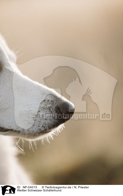 Wei�er Schweizer Sch�ferhund / Berger Blanc Suisse / NP-04015