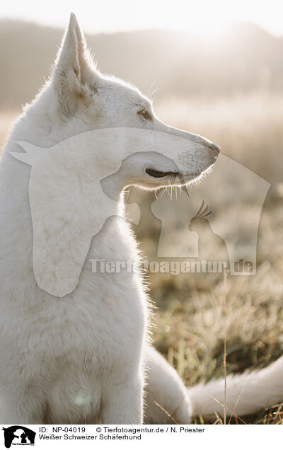 Wei�er Schweizer Sch�ferhund / Berger Blanc Suisse / NP-04019