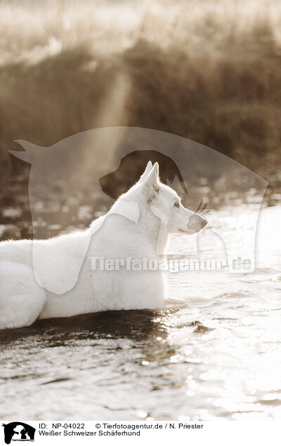 Wei�er Schweizer Sch�ferhund / Berger Blanc Suisse / NP-04022