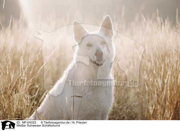 Wei�er Schweizer Sch�ferhund / Berger Blanc Suisse / NP-04025