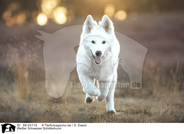 Wei�er Schweizer Sch�ferhund / White Suisse Shepherd / SE-02119