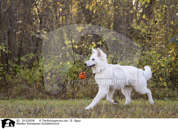 Wei�er Schweizer Sch�ferhund / Berger Blanc Suisse / SI-02658