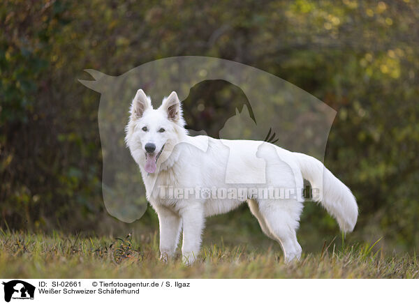 Wei�er Schweizer Sch�ferhund / Berger Blanc Suisse / SI-02661