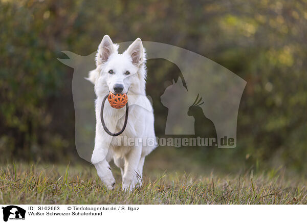 Wei�er Schweizer Sch�ferhund / Berger Blanc Suisse / SI-02663