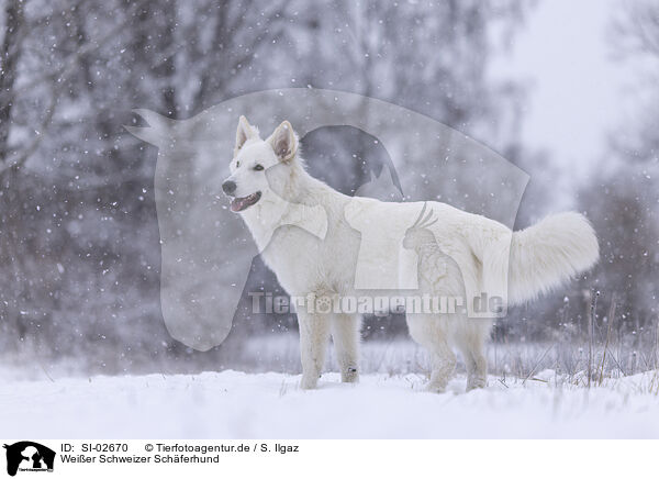 Wei�er Schweizer Sch�ferhund / Berger Blanc Suisse / SI-02670