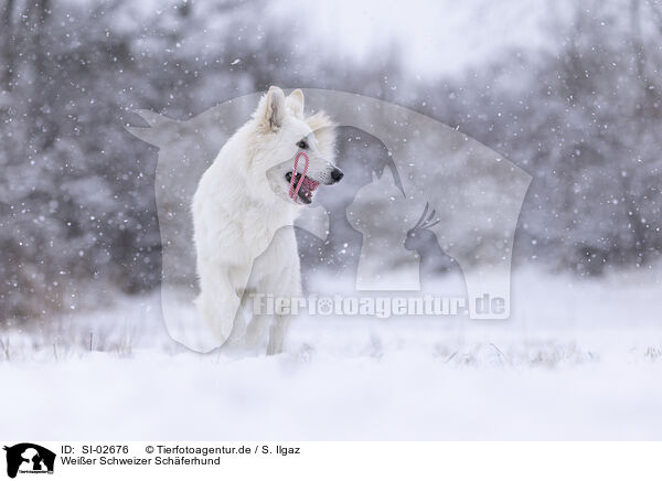 Wei�er Schweizer Sch�ferhund / Berger Blanc Suisse / SI-02676