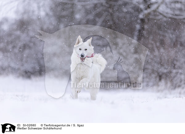 Wei�er Schweizer Sch�ferhund / SI-02680