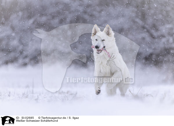 Wei�er Schweizer Sch�ferhund / SI-02685