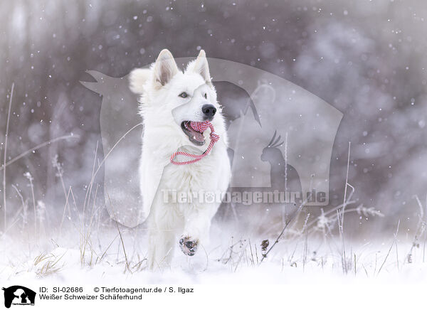 Wei�er Schweizer Sch�ferhund / Berger Blanc Suisse / SI-02686