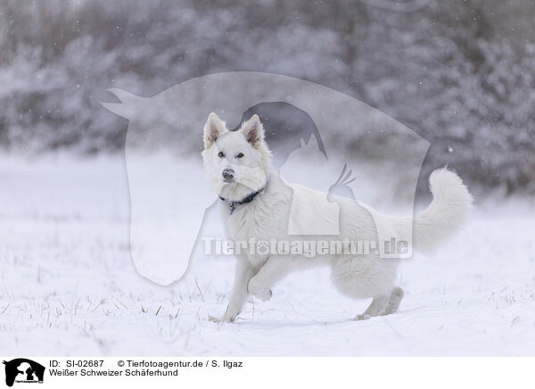 Wei�er Schweizer Sch�ferhund / Berger Blanc Suisse / SI-02687