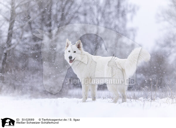 Wei�er Schweizer Sch�ferhund / Berger Blanc Suisse / SI-02689