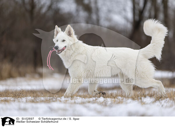 Wei�er Schweizer Sch�ferhund / SI-02697