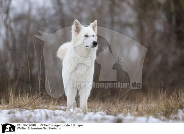 Wei�er Schweizer Sch�ferhund / Berger Blanc Suisse / SI-02698