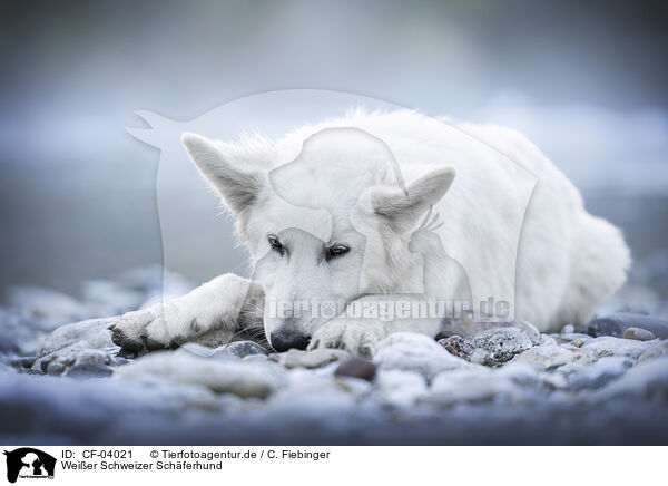 Wei�er Schweizer Sch�ferhund / Berger Blanc Suisse / CF-04021
