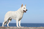 stehender Weißer Schweizer Schäferhund