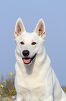 Weier Schweizer Schferhund Portrait