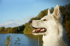 Weier Schweizer Schferhund Portrait