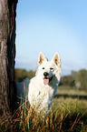 stehender Weier Schweizer Schferhund